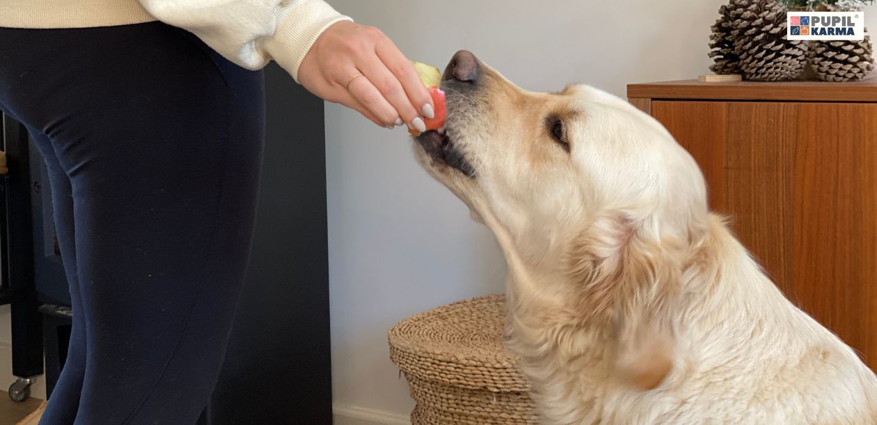 pies rasy Golden Retriever je jabłko podawane przez kobietę. W tle komoda ze stoikiem z szyszek. Sklep internetowy pupilkarma.pl producent karmy dla psów i kotów. 